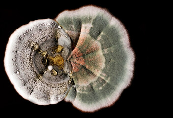 Close-up photo of mold colony grown producing drops of antibiotics