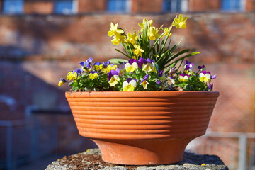 Beautiful flower bowl with spring flowers, outdoors.