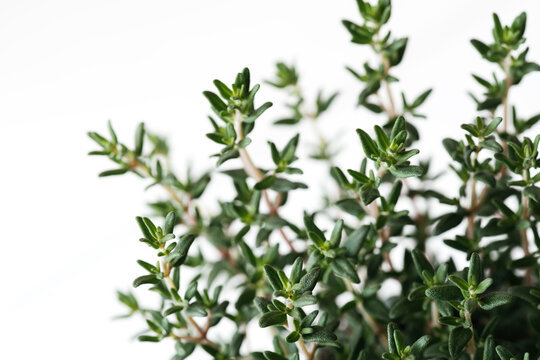 Fresh organic green bouqut of thyme. Top view, flat lay, isolated closeup macro view of aromatic herbs plant with soft focus