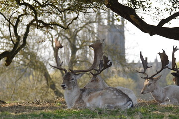 a group of fallow deer lying down in the shade with a church in the background