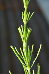 Horsetail field (Equisetum arvense) grows in nature.