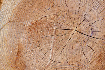 Saw cut of a tree as background