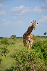 Żyrafa, Safari, Kenia, Przyroda
