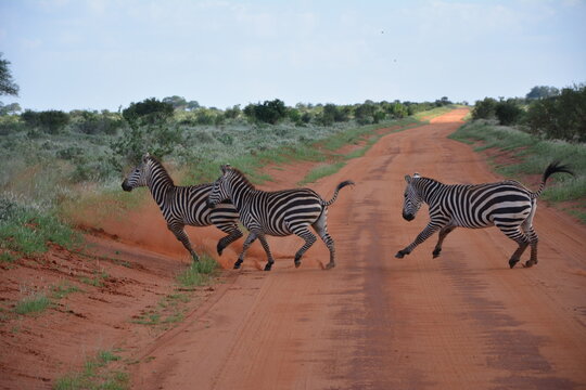 Fototapeta Zebry, Afryka, Safari, Kenia