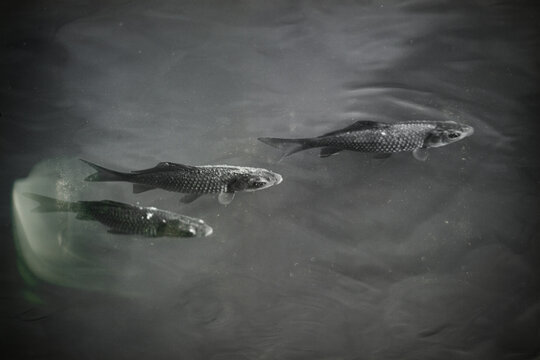 three fish in pond water. European cyprinid fish, Carassius carassius. Black and white with light leaks