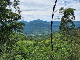 Fototapeta premium sítio com mata virgem nas montanhas
