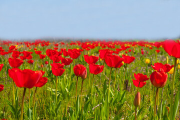 blooming red tulips in a large meadow on a sunny spring day