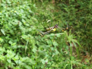 aranha amarela no mata nativa