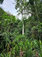 sítio com mata virgem nas montanhas