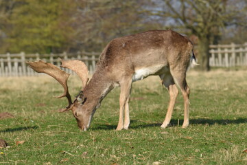 a group of deer in a field