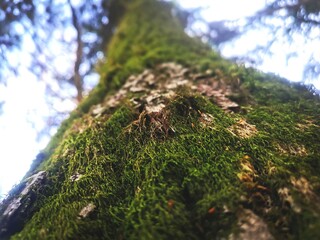 moss on tree