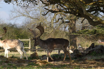 Naklejka na ściany i meble a group of deer in a field