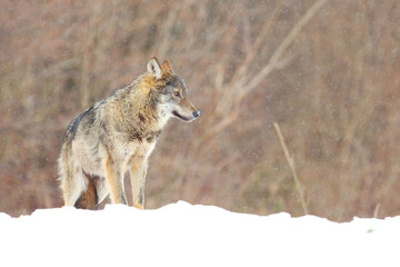 The wild european wolf (Canis lupus lupus) in the snow blizzard.
