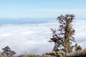 Pine tree forest above the clouds on the rocky mountain landscape of the Atlantic ocean coast, Tenerife, Canary islands, Spain
