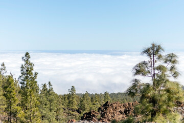 Pine tree forest above the clouds on the rocky mountain landscape of the Atlantic ocean coast, Tenerife, Canary islands, Spain