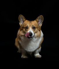 portrait of cute puppy dog corgi pembroke licking sitting on a black isolated background