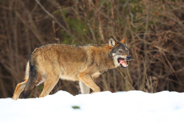 The wild european wolf (Canis lupus lupus) in the snow blizzard.