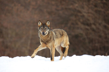 The wild european wolf (Canis lupus lupus) in the snow blizzard.