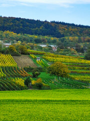 Fototapeta na wymiar green wine plantation