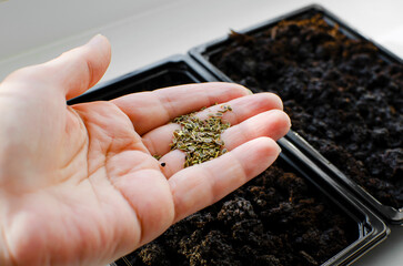 Dill seeds for planting in the palm, close-up.