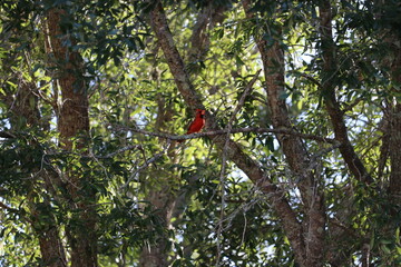 cardinal on a branch