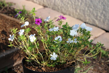 white and pink periwinkles