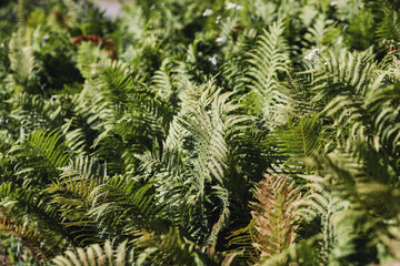 Fototapeta na wymiar Green Fern in a garden