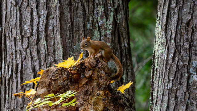 Squirrel climbing over a log with leaves in the picture