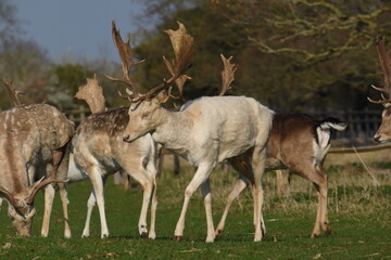 a group of deer in a field