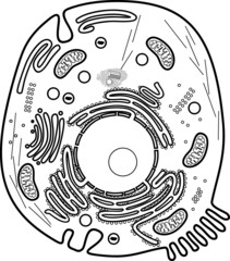 Coloring page with animal cell structure. Educational material for biology lesson