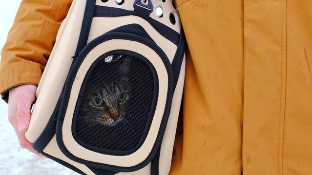 The cat is sitting in a carrier bag on the street in winter in the hands of a man and looks fearfully through the net. Moving a pet, visiting a veterinarian, convenience and safety