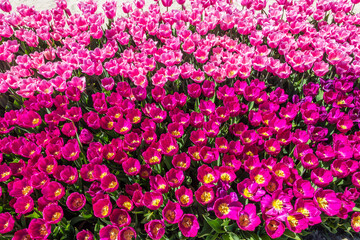 Obraz premium Large flowerbed of beautiful tulips in the park at spring
