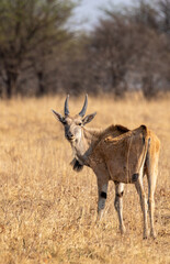 Eland, Addo Elephant National Park