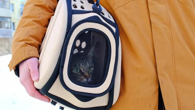 The cat is sitting in a carrier bag on the street in winter in the hands of a man and looks fearfully through the net. Moving a pet, visiting a veterinarian, convenience and safety