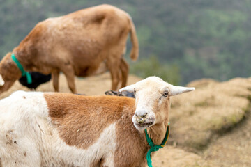 Brown goats in the Anaga Mouintains on the Tenerife island, Spain