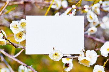 屋外で撮影した白梅の花の枝と白紙のカードのモックアップ