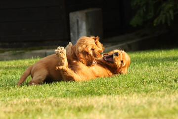 Amazing, newborn and cute red English Cocker Spaniel puppy detail. Small and cute red Cocker Spaniel puppies running and fighting.