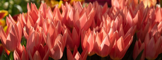 An abundance of tulip flowers in a flower bed. Delicate pink petals in the sun. Backlit solar lighting. Positive spring picture