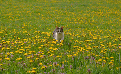 Cat lovers come hier