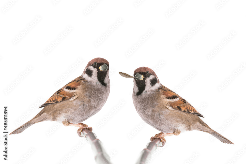 Poster two sparrow isolated on a white background