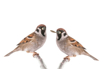 two sparrow isolated on a white background