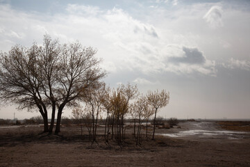 Tree in the desert