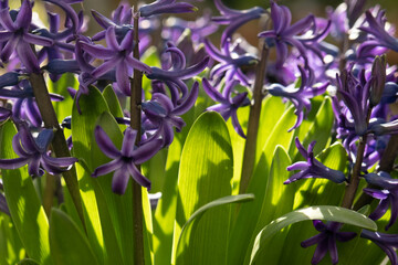 Fragrant purple hyacinths in the sun. Spring postcard
