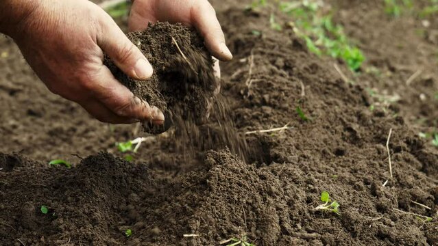 Farmer's hand touching, scooping and pouring back organic soil in agricultural field. Organic gardening, agriculture.