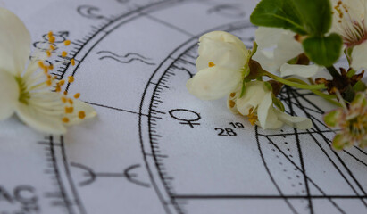 Close up of printed astrology chart with Venus planet and small white spring flowers in the...