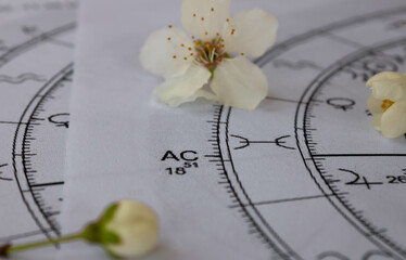 Close up of printed astrology chart with ascendant in pisces and small white spring flowers in the background