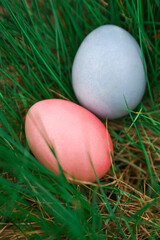 Pink and blue Easter eggs are hidden in the green grass