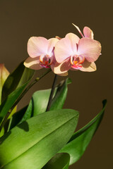 Blooming orchid flowers with plain blurred background