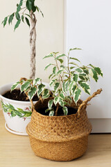Ficus variegated in a wicker basket and ficus trunks braided.