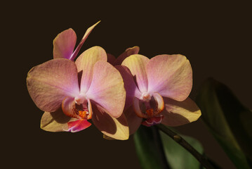 Fototapeta na wymiar Blooming orchid flowers with plain blurred background